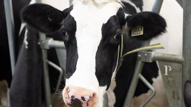 Québec financera la réduction du méthane chez les producteurs laitiers