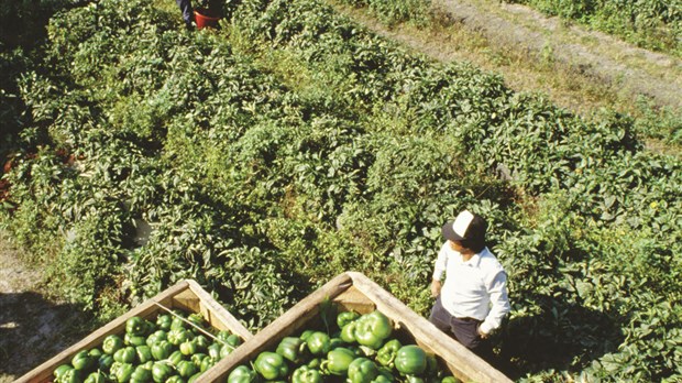 De l'aide pour le recrutement de main-d'œuvre agricole