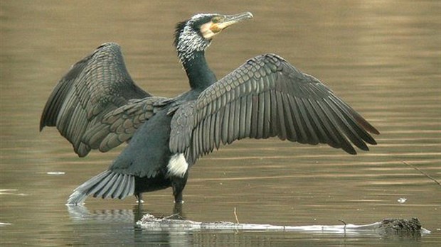 Les cormorans seront contrôlés