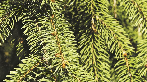 Collecte des sapins de Noël