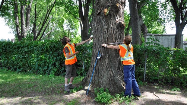 Décompte des arbres à Sorel-Tracy