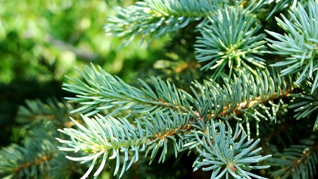 Collecte des sapins de Noël  à Sorel-Tracy