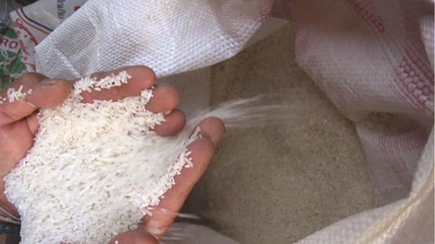 Des variétés de riz destinées aux agriculteurs les plus pauvres