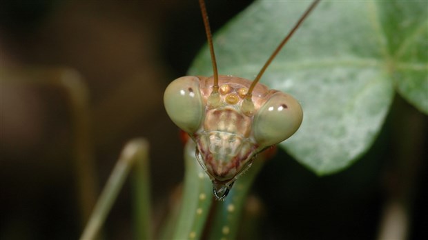 Les insectes envahiront le Biophare de Sorel-Tracy