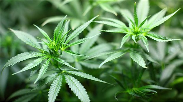 Saisie de plus de 50 plants de cannabis à Yamaska 