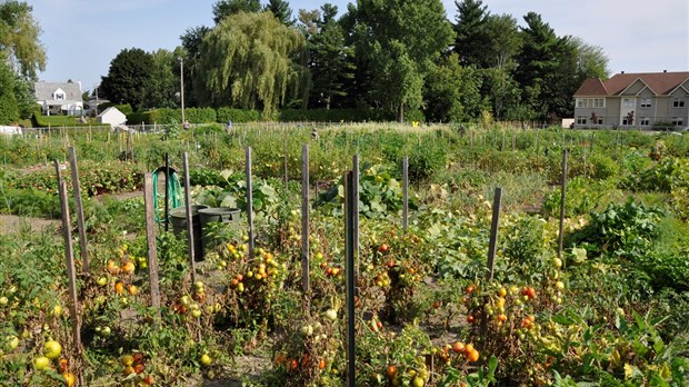 Sorel-Tracy, prête à rouvrir les jardins communautaires