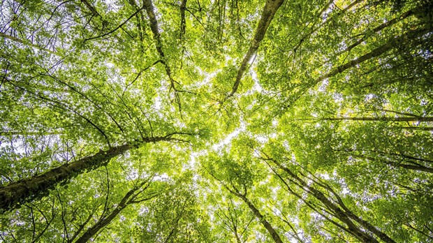 Les membres du Conseil de la MRC de Pierre-De Saurel veulent augmenter le couvert forestier régional
