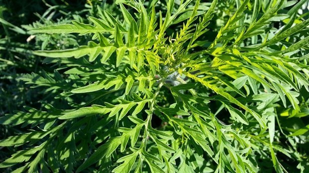 Des gestes permettant de diminuer les effets du pollen de l’herbe à poux