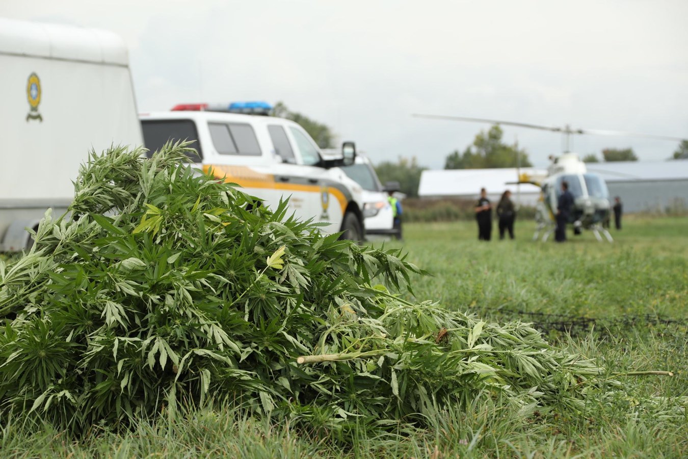 Lutte à la culture extérieure illicite de cannabis : Les policiers à l’affût