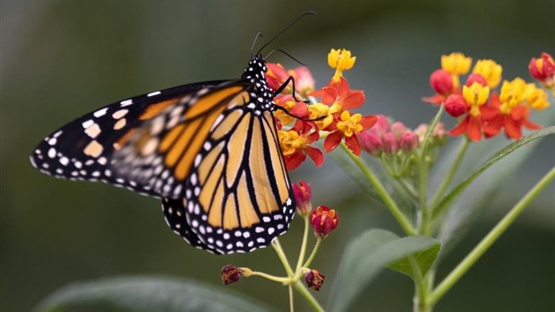 Biodiversité: des élus demandent de réviser la Loi sur l’expropriation