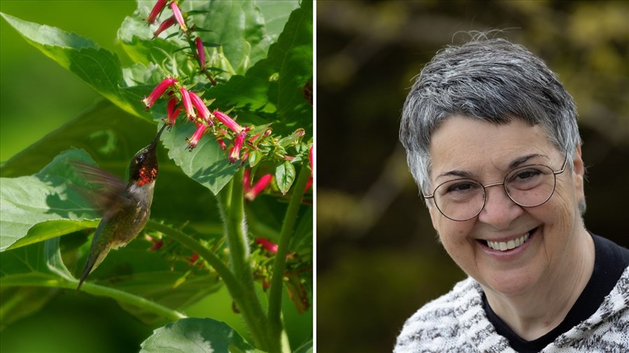 Attirer les colibris : une conférence avec Linda Dufault au Biophare